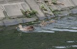 カモの親子