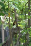 昆虫生態園のハチドリ
