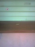 バッタ君のアップ