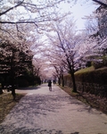 今年の桜