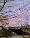 今年の桜