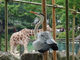 このトリなんだっけ?